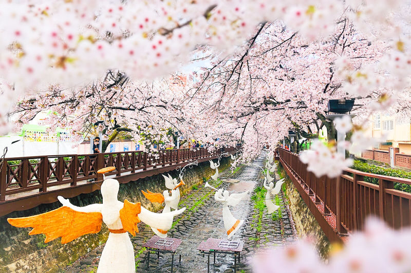 Jinhae Cherry Blossom Tour from Seoul - Why make the trip to Jinhae in spring?