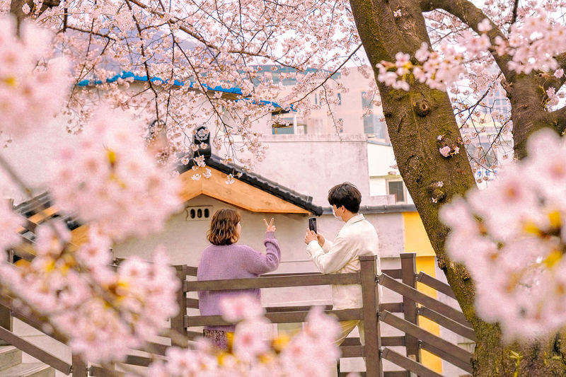 Jinhae Cherry Blossom Tour from Seoul - Gyeonghwa Station Park: a second view of the blossoms