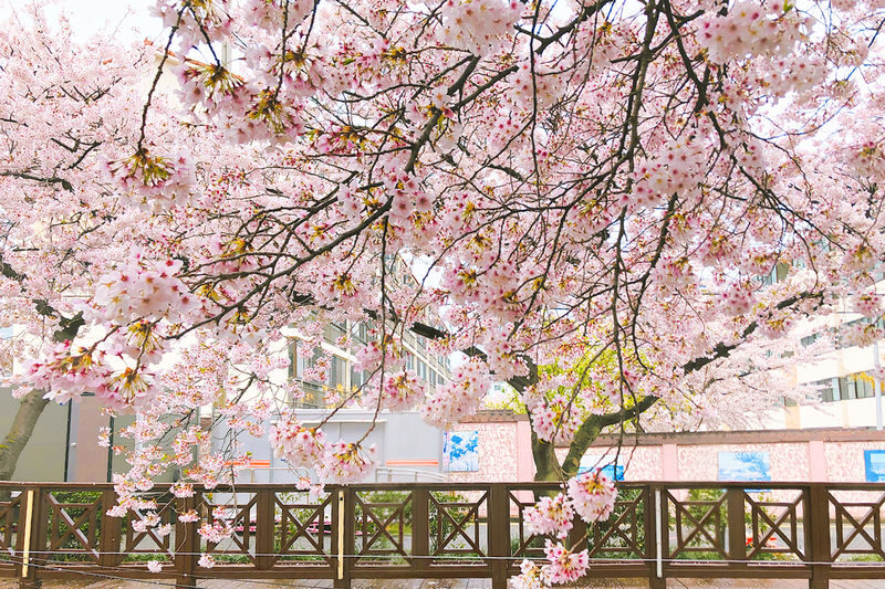 Jinhae Cherry Blossom Tour from Seoul - Blossom timing and plan changes