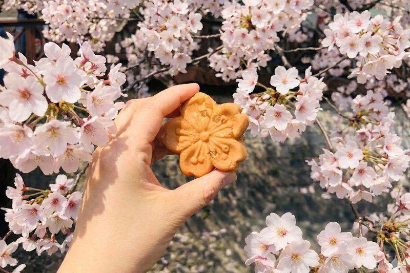 Jinhae Cherry Blossom Tour from Seoul - Who should book this Jinhae day tour?