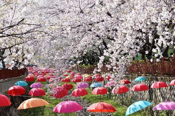 Jinhae Gunhangje Night Tour - Who Will Love This Experience