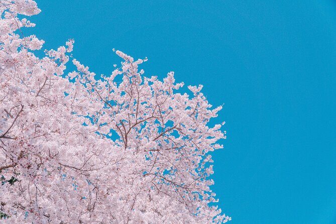 Jinhae Gunhangje Night Tour - FAQ