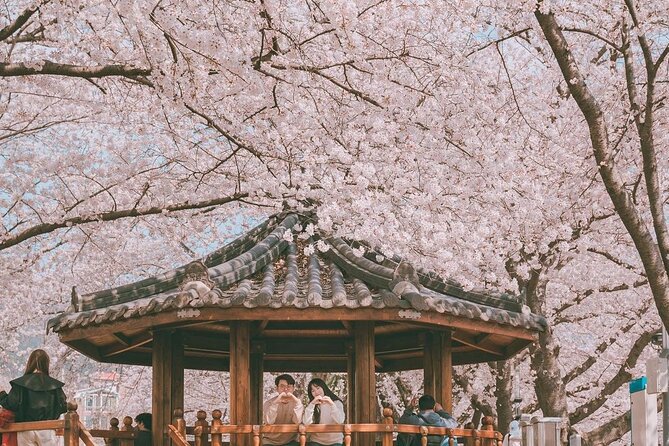 Jinhae Pink Cherry Blossom Festival Day Tour From Seoul - Meeting Points and Logistics