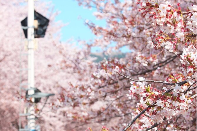 Jinhae Pink Cherry Blossom Festival Day Tour From Seoul - Pricing Information