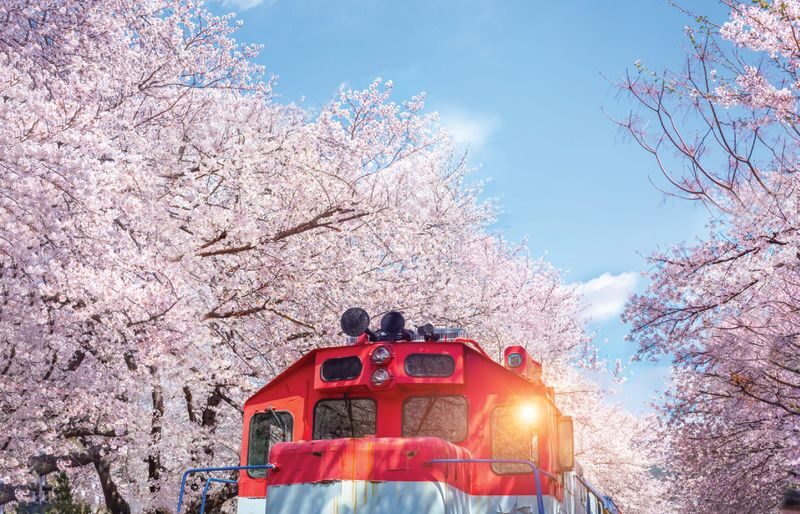 Jinhae Pink Cherry Blossom Festival Tour from SEOUL / BUSAN - Gyeonghwa Station: blossoms over the railway