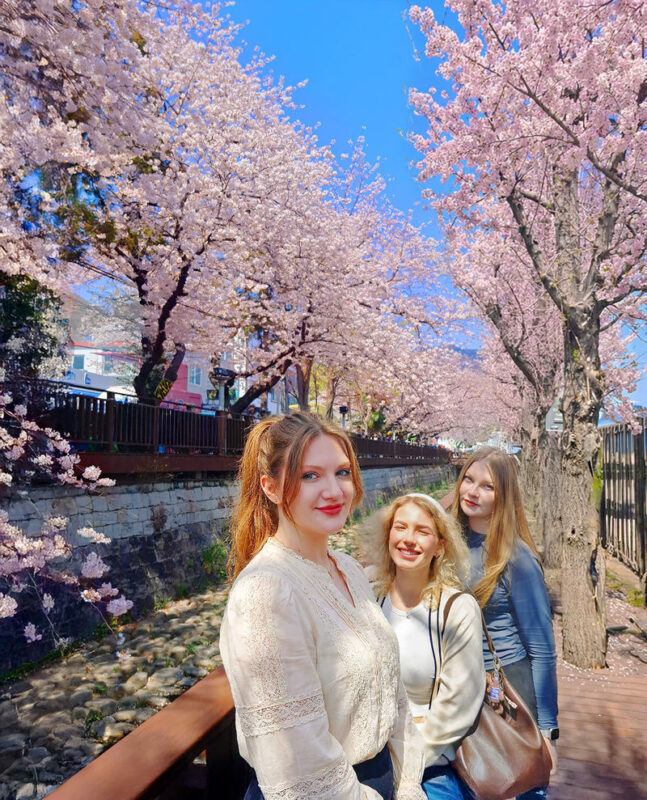 Jinhae Pink Cherry Blossom Festival Tour from SEOUL / BUSAN - Getting there from Busan or Seoul