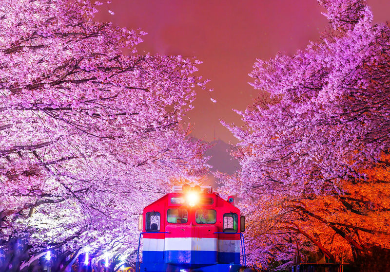 Jinhae Pink Cherry Blossom Festival Tour from SEOUL / BUSAN - What the price buys