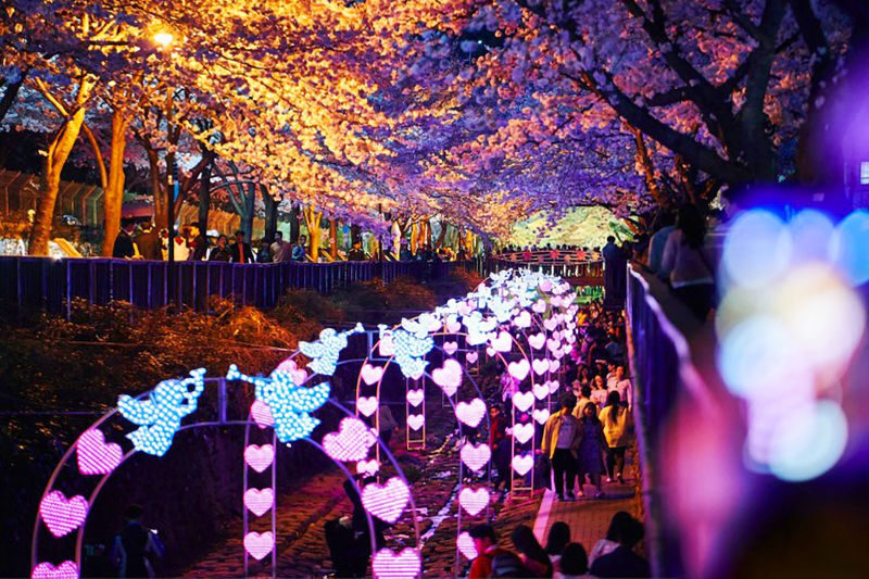 Jinhae Pink Cherry Blossom Festival Tour from SEOUL / BUSAN - Guides, language and time to yourself