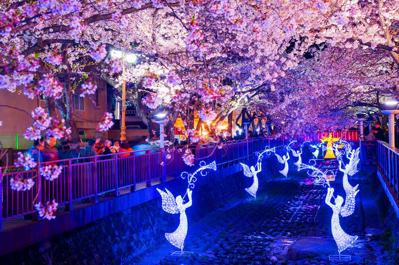 Jinhae Pink Cherry Blossom Festival Tour from SEOUL / BUSAN - Who should book this Jinhae tour?