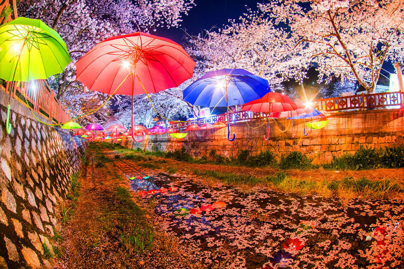 Jinhae Pink Cherry Blossom Festival Tour from SEOUL / BUSAN - Should you book?