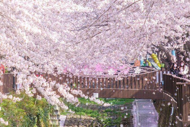Jinhae Pink Cherry Blossom One Day Tour From Busan - Who Should Consider This Tour?