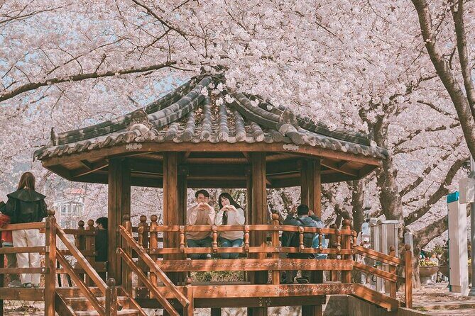 Jinhae Pink Cherry Blossom One Day Tour From Busan - Good To Know