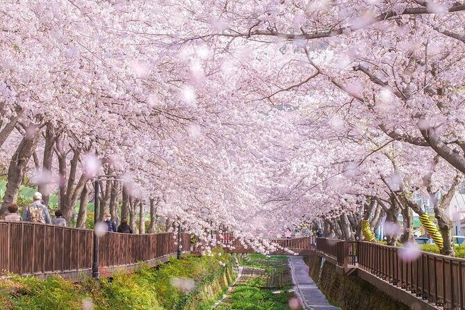 Jinhae Pink Cherry Blossom One Day Tour From Busan - Exploring Jinhae’s Cherry Blossom Magic