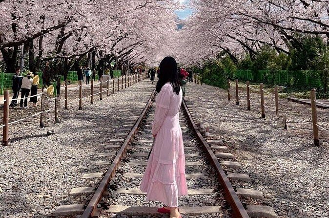 Jinhae Pink Cherry Blossom One Day Tour From Busan - Who Is This Tour Best For?