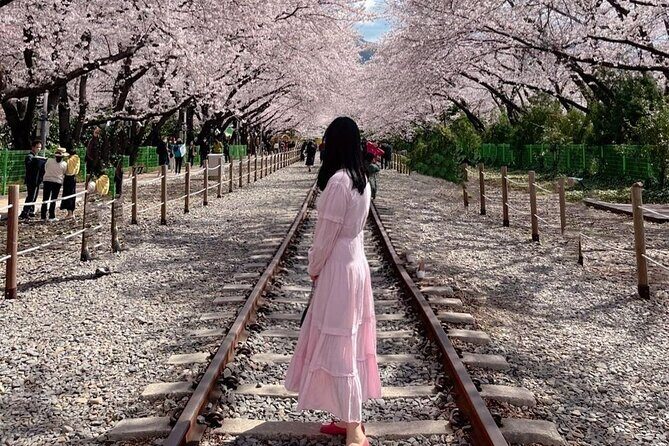 Jinhae Pink Cherry Blossom One Day Tour From Busan - The Sum Up