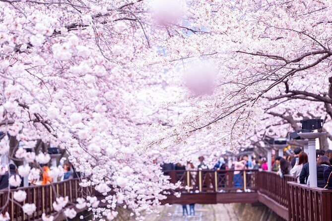 Jinhae's Cherry Blossoms Shuttle Bus depart from Seoul/Busan - In-Depth Tour Breakdown