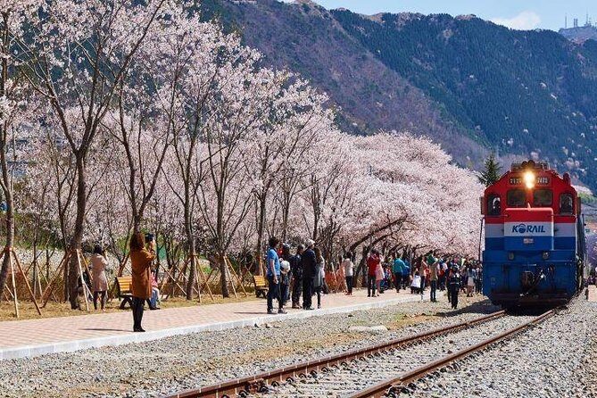 Jinhae's Cherry Blossoms Shuttle Bus depart from Seoul/Busan - The Sum Up