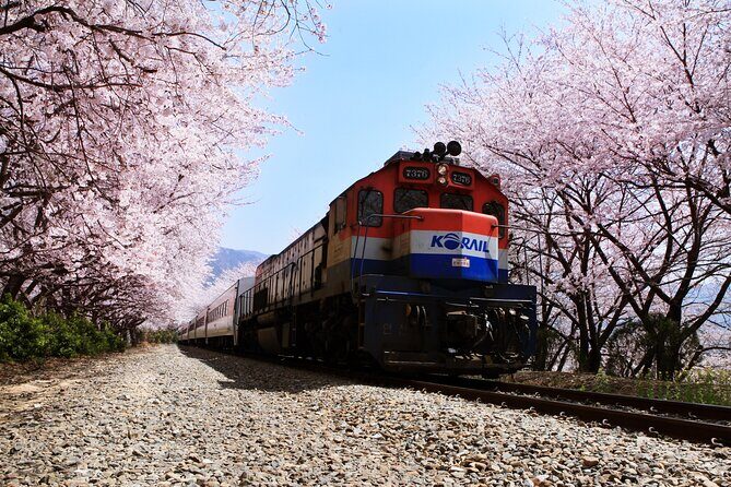 Jinhae's Cherry Blossoms Shuttle Bus depart from Seoul/Busan - FAQ