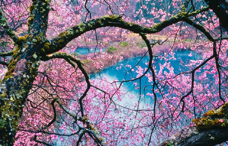 Jiuzhaigou National Park Day Tour (High-Speed Rail Station Pick-up and Drop-off) - Should you book the Jiuzhaigou day tour?