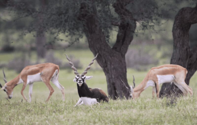 Jodhpur Bishnoi Village Safari Half Day Tour - Final Thoughts