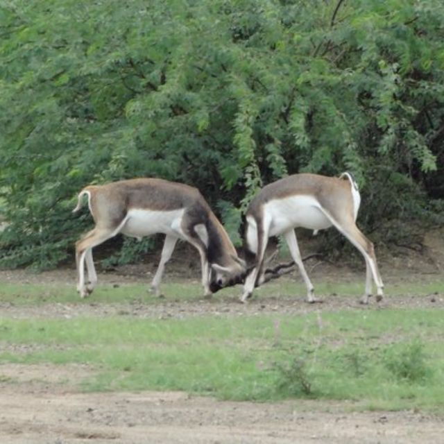 Jodhpur Bishnoi Village Safari Tour With Sumer - Private Group Experience