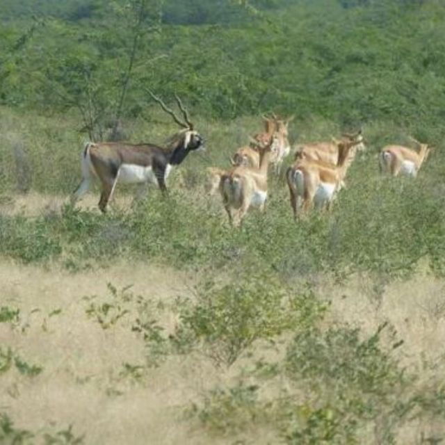 Jodhpur Bishnoi Village Safari Tour With Sumer - Highlighted Locations
