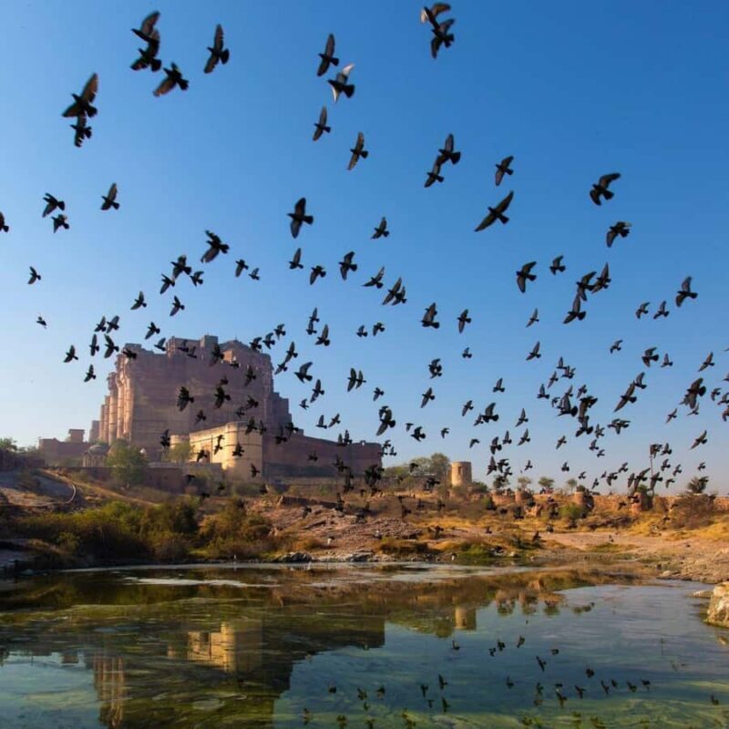 Jodhpur: Blue City Walking Tour & Palm Reading Session - The Highlight: Private Palm Reading with a Vedic Astrologer