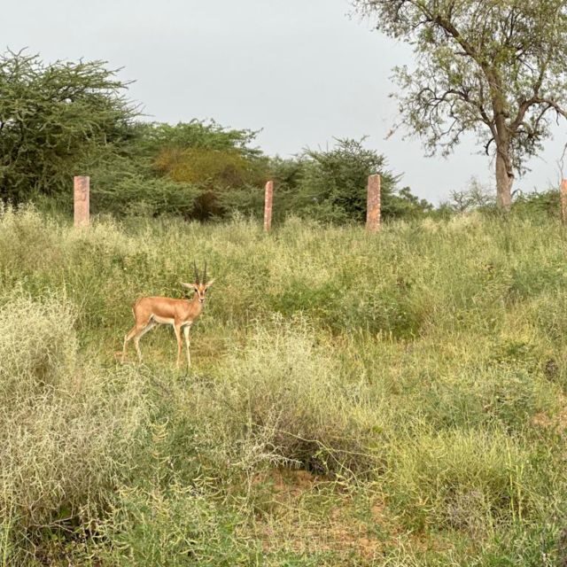Jodhpur: Desert Camel and Jeep Safari with Traditional Food - Transportation and Practical Details