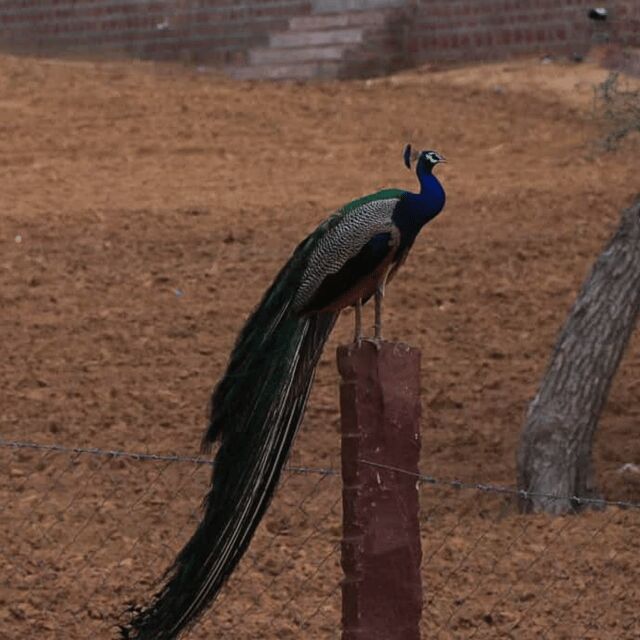 Jodhpur Desert Camel Safari With Cooking Class With Sumer - FAQs