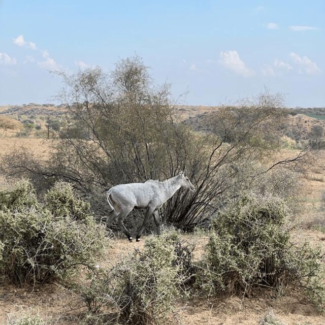 Jodhpur Desert Camel Safari With Cooking Class With Sumer - Who Should Consider This Tour?