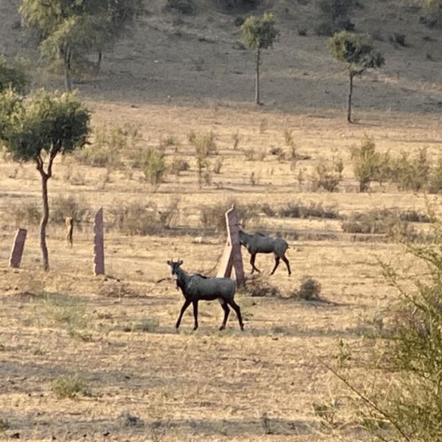 Jodhpur Desert Camel Safari With Cooking Class With Sumer - The Sum Up