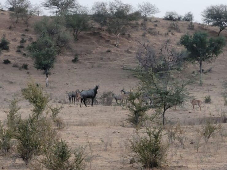 Jodhpur: Desert Walk Tour/Cooking Class/CamelRide With Sumer - Inclusions and Highlights