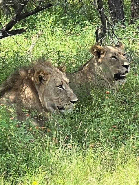 Johannesburg: Half-Day Big 5 Safari Tour - Introduction