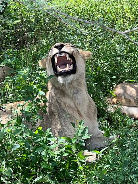 Johannesburg: Half-Day Big 5 Safari Tour - What to Expect from This Safari