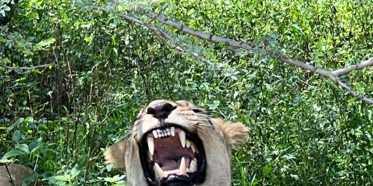 Johannesburg: Half-Day Big 5 Safari Tour - The Itinerary Breakdown
