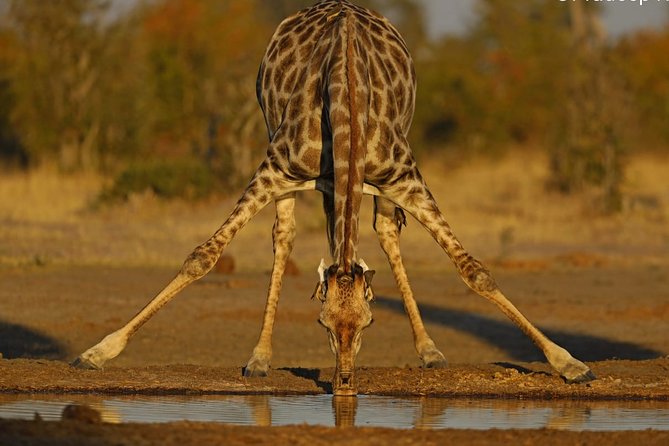 Johannesburg or Gaborone to Maun: 5 Day Rhinos, Diamonds & Okavango Delta Tour - Good To Know