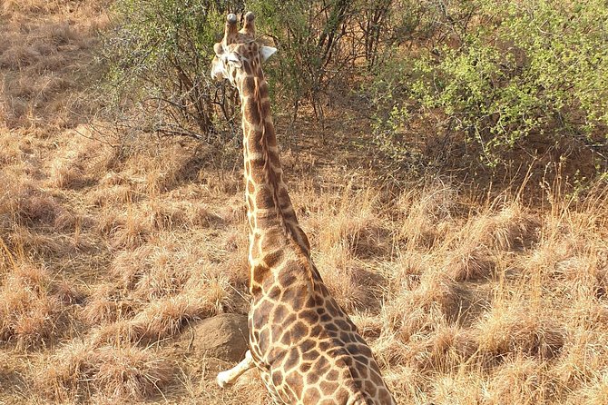 Johannesburg Private Full-Day Game Tour With Helicopter Safari (Feb ) - Booking Details
