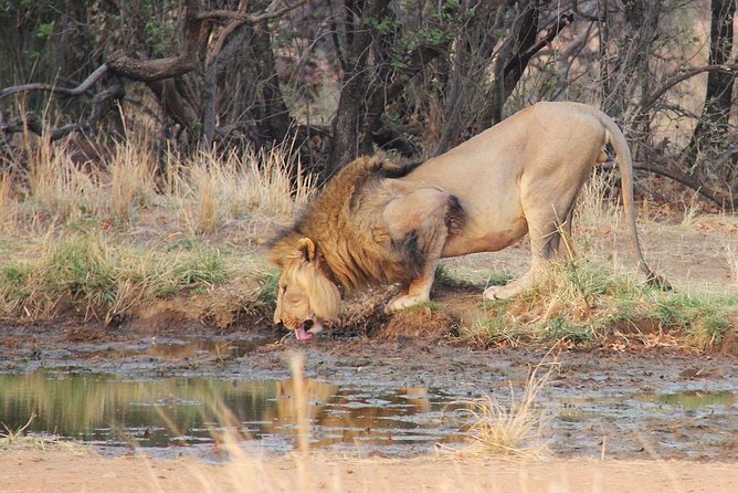 Johannesburg Small-Group Big Five Pilanesberg Tour  - Pretoria - Reviews