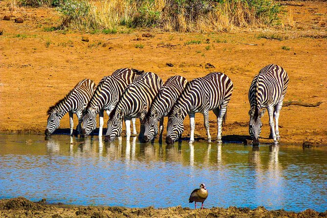 Johannesburg Small-Group Pilanesberg NP Safari  - Pretoria - Safari Adventure in Pilanesberg National Park