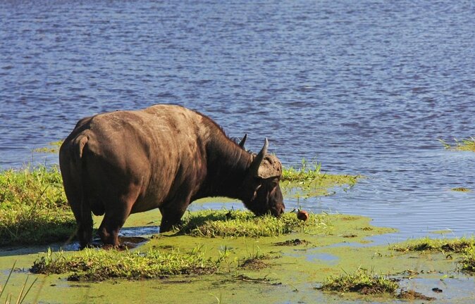 Johannesburg to Cape Town 10-Day Private Safari Tour - Tour Highlights