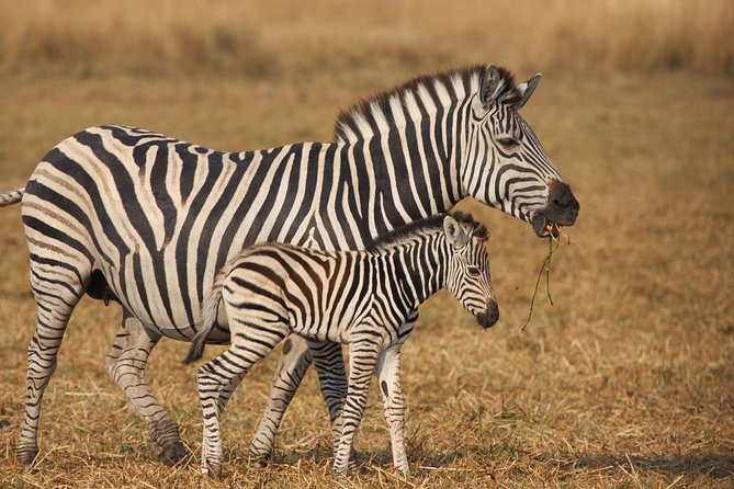 Johannesburg to Cape Town 10-Day Private Safari Tour - Reviews and Ratings
