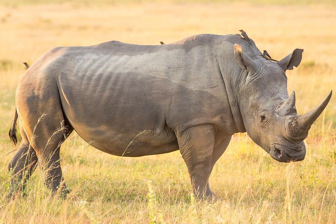 Johannesburg to Cape Town 10-Day Private Safari Tour - The Sum Up