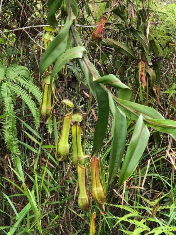 Johor: Belungkor Hill Hiking Tour - The Itinerary Breakdown