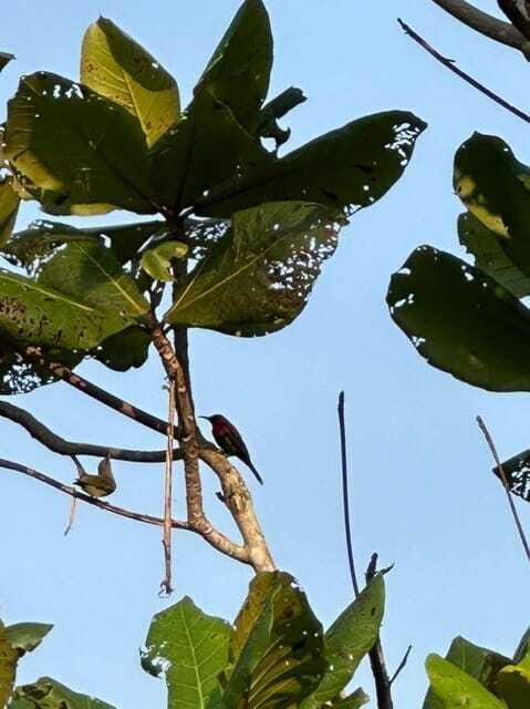 Johor: Belungkor Hill Hiking Tour - Practical Details and Value