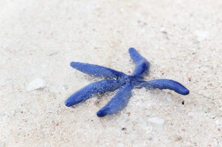 Johor: Desaru Beach Wildlife and Habitats Guided Tour - Activity Details