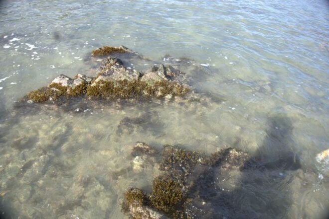 Johor: Desaru Beach Wildlife and Habitats Guided Tour - Highlights