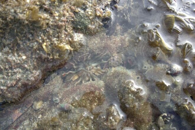 Johor: Desaru Beach Wildlife and Habitats Guided Tour - Full Description