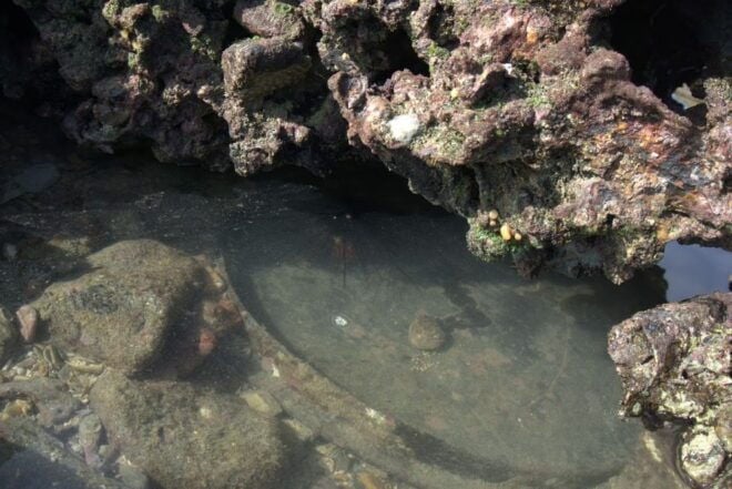 Johor: Desaru Beach Wildlife and Habitats Guided Tour - Directions
