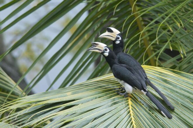 Johor: Desaru Coast Birdwatching Tour - Guided Hiking Tour