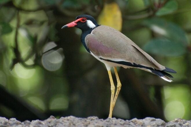 Johor: Desaru Coast Birdwatching Tour - Rare Birdwatching Opportunity